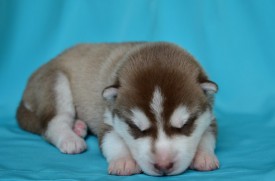 m-_3hP0vXDI.jpg (49.05 КБ, Просмотров: 3340) m-_3hP0vXDI.jpg