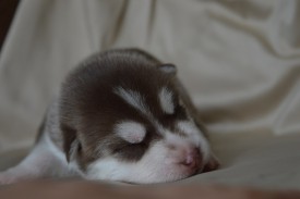 LzMJoHZvSiw.jpg (37.71 КБ, Просмотров: 3870) LzMJoHZvSiw.jpg