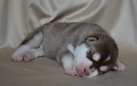 3b3K91HiPE8.jpg (43.61 КБ, Просмотров: 3871) 3b3K91HiPE8.jpg