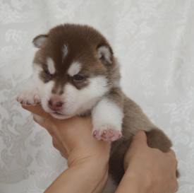 5lVa0TZLJtI.jpg (68.27 КБ, Просмотров: 3840) 5lVa0TZLJtI.jpg