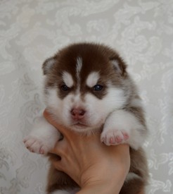 d-TRhQZvkEk.jpg (64.15 КБ, Просмотров: 3835) d-TRhQZvkEk.jpg