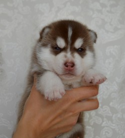 v6HS7c6NZSQ.jpg (62.79 КБ, Просмотров: 3845) v6HS7c6NZSQ.jpg