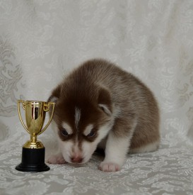 mqrs56gFCRM.jpg (91.75 КБ, Просмотров: 3844) mqrs56gFCRM.jpg