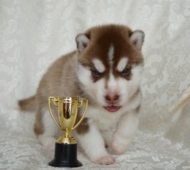 HONYNmfsIfM.jpg (82.38 КБ, Просмотров: 3839) HONYNmfsIfM.jpg