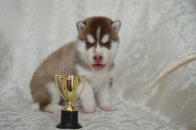 LSqHWKhKQRE.jpg (61.66 КБ, Просмотров: 3305) LSqHWKhKQRE.jpg