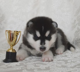 pthQTT5PB7Q.jpg (77.73 КБ, Просмотров: 3835) pthQTT5PB7Q.jpg