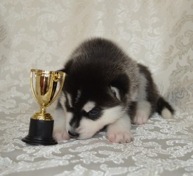 J1_TlQUN9oM.jpg (94.47 КБ, Просмотров: 3835) J1_TlQUN9oM.jpg