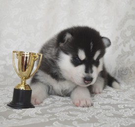 pTwzbU2r9nA.jpg (82.35 КБ, Просмотров: 3836) pTwzbU2r9nA.jpg