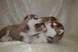 5OinuOYnsyc.jpg (68.29 КБ, Просмотров: 3836) 5OinuOYnsyc.jpg