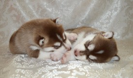 8oXnQZIzBdU.jpg (74.42 КБ, Просмотров: 3836) 8oXnQZIzBdU.jpg