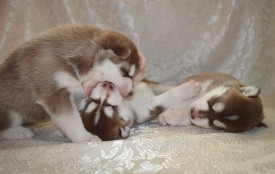 aaDT9v7-Lp4.jpg (74.52 КБ, Просмотров: 3845) aaDT9v7-Lp4.jpg