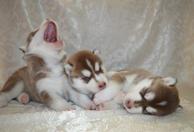 e7vJi5UPyE4.jpg (76.06 КБ, Просмотров: 3839) e7vJi5UPyE4.jpg