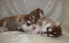 Fu0P3RI0CUY.jpg (68.9 КБ, Просмотров: 3839) Fu0P3RI0CUY.jpg