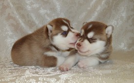 hgz-X9RMg60.jpg (82.11 КБ, Просмотров: 3841) hgz-X9RMg60.jpg