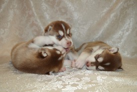 lGPG1oFuVnE.jpg (78.57 КБ, Просмотров: 3840) lGPG1oFuVnE.jpg