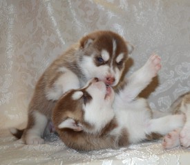 oMOgyUnNo3A.jpg (97.46 КБ, Просмотров: 3839) oMOgyUnNo3A.jpg