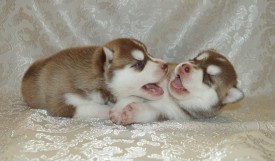 SJKxYFdBXLc.jpg (78.02 КБ, Просмотров: 3841) SJKxYFdBXLc.jpg