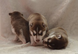 qfxsonfqINg.jpg (72.86 КБ, Просмотров: 3845) qfxsonfqINg.jpg