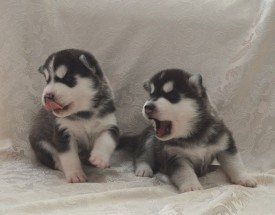 9Zw_9Luxl_M.jpg (78.24 КБ, Просмотров: 3839) 9Zw_9Luxl_M.jpg