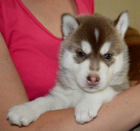 1ZcUlwo8-Cg.jpg (89.79 КБ, Просмотров: 3737) 1ZcUlwo8-Cg.jpg