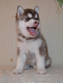 a2hb2MdTM3Q.jpg (64.37 КБ, Просмотров: 3737) a2hb2MdTM3Q.jpg