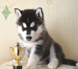 3dj-PZX6gNI.jpg (78.22 КБ, Просмотров: 3729) 3dj-PZX6gNI.jpg