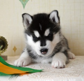 UngFieddteg.jpg (89.19 КБ, Просмотров: 3733) UngFieddteg.jpg