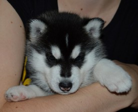 GXQ2dfpS7h4.jpg (80.28 КБ, Просмотров: 3729) GXQ2dfpS7h4.jpg