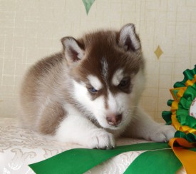 b6DrR41HrM8.jpg (92.66 КБ, Просмотров: 3732) b6DrR41HrM8.jpg