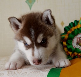 tSnw2W65mhY.jpg (86.38 КБ, Просмотров: 3737) tSnw2W65mhY.jpg