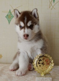 aJiwqhi500w.jpg (80.61 КБ, Просмотров: 3728) aJiwqhi500w.jpg