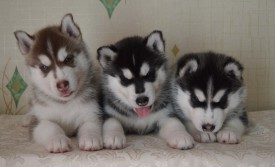 5XtXgyawhz8.jpg (61.37 КБ, Просмотров: 3737) 5XtXgyawhz8.jpg