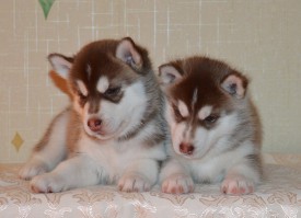 dgJadmIAIQA.jpg (78.65 КБ, Просмотров: 3738) dgJadmIAIQA.jpg