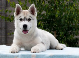 AFi-qY3rQi0.jpg (96.92 КБ, Просмотров: 2130) AFi-qY3rQi0.jpg