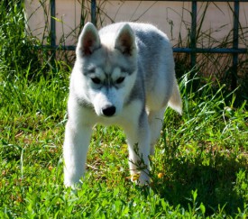 luIV5r5jnoU.jpg (124.34 КБ, Просмотров: 2132) luIV5r5jnoU.jpg