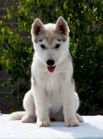 ilSx_ewEYZk.jpg (57.58 КБ, Просмотров: 2130) ilSx_ewEYZk.jpg