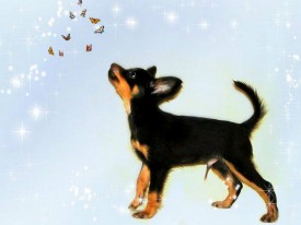 Генрик (Копировать).jpg (180.74 КБ, Просмотров: 2519) Генрик (Копировать).jpg