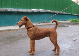 Гемма в шерсти.jpg (95.76 КБ, Просмотров: 2404) Гемма в шерсти.jpg