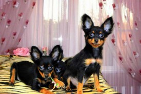 11774836_621239778017768_311399785_n.jpg (75.1 КБ, Просмотров: 2517) 11774836_621239778017768_311399785_n.jpg