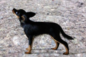 Орлетта.jpg (41.19 КБ, Просмотров: 2505) Орлетта.jpg