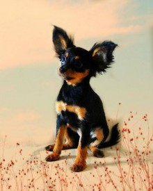 11805817_623294361145643_190166208_n.jpg (25.51 КБ, Просмотров: 2508) 11805817_623294361145643_190166208_n.jpg