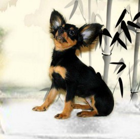 11802149_623294381145641_2077340641_n.jpg (42.77 КБ, Просмотров: 2503) 11802149_623294381145641_2077340641_n.jpg