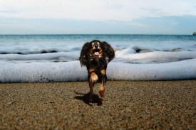 Изя на байкале.jpg (73.95 КБ, Просмотров: 2504) Изя на байкале.jpg