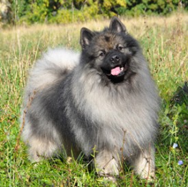 Lord.Sumbarsky.Pramen.s.small.jpg (101.43 КБ, Просмотров: 3537) Lord.Sumbarsky.Pramen.s.small.jpg