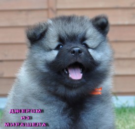 Джером из Мирашела.45д.3.jpg (213.89 КБ, Просмотров: 3499) Джером из Мирашела.45д.3.jpg