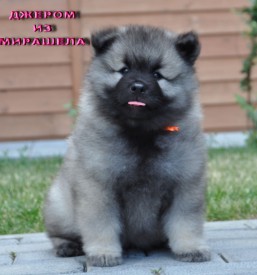 Джером из Мирашела.45д.2.jpg (206.8 КБ, Просмотров: 3928) Джером из Мирашела.45д.2.jpg