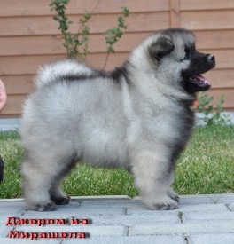 Джером из Мирашела.45д.1.jpg (295.73 КБ, Просмотров: 3935) Джером из Мирашела.45д.1.jpg