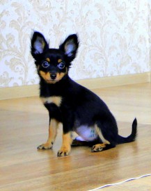 DSC01034-1 (Копировать).jpg (239.25 КБ, Просмотров: 2495) DSC01034-1 (Копировать).jpg