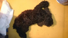 IMG-20150820-WA0002.jpg (100.75 КБ, Просмотров: 2152) IMG-20150820-WA0002.jpg