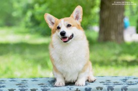 11107173_700287160100487_2342385404331627261_n.jpg (62.59 КБ, Просмотров: 4736) 11107173_700287160100487_2342385404331627261_n.jpg